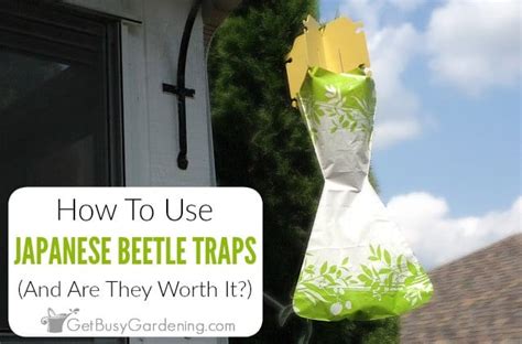 How To Use Japanese Beetle Traps Get Busy Gardening