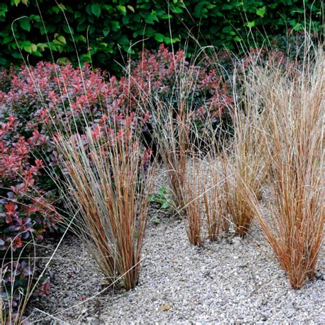 Voir cette épingle et d'autres images dans jardin zenpar leslie. Créer un jardin sur gravier - Jardinage