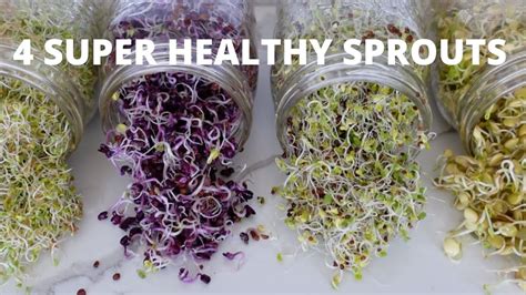 How To Grow Sprouts At Home 4 Super Healthy Sprouts Youtube