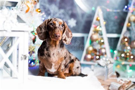 Puppy Dachshund Marble Colors Stock Photo Image Of Adorable Ribbons