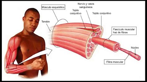 Introduccion A La Anatomia Del Sistema Muscular Youtube