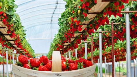 Modern Strawberry Cultivation Technology Excellent Hydroponic