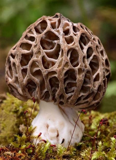 The 7 Weirdest Mushroom And Fungi Species In The World Stuffed
