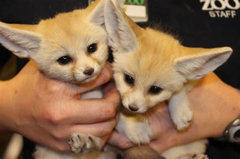 Fennec Foxes Are Cute But Not As Cute As Baby Fennec Foxes Zooborns