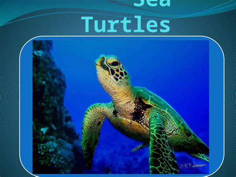 Pptx Sea Turtles Are Large Air Breathing Reptiles That Inhabit