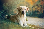 Hunting Dog Profile: The Lovable, Versatile Labrador Retriever | GearJunkie