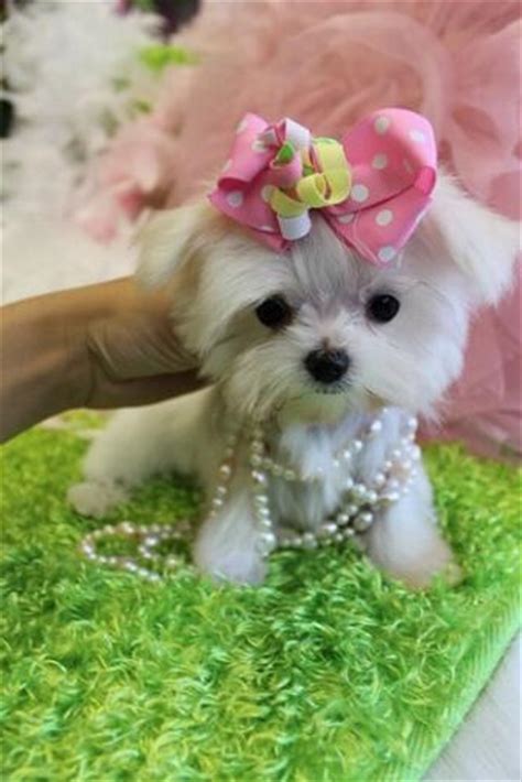 Our maltese puppies for sale. Teacup Maltese, Teacup Maltese for Sale, Maltese Puppies ...