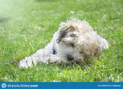 Little Puppy Dog Lying On Grass Dog Playing Outside Stock Image