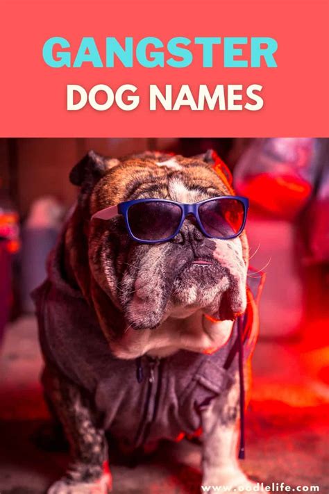 55 Actually Good Gangster Dog Names Oodle Life
