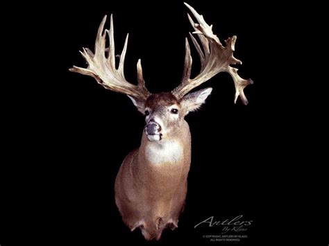 Maines Mystery Buck The Obscure Tale Of Maines 110 Year Old Non