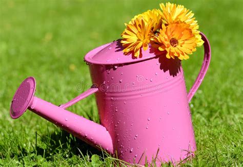 Watering Can Stock Photo Image Of Wateringcan Pink 31169918
