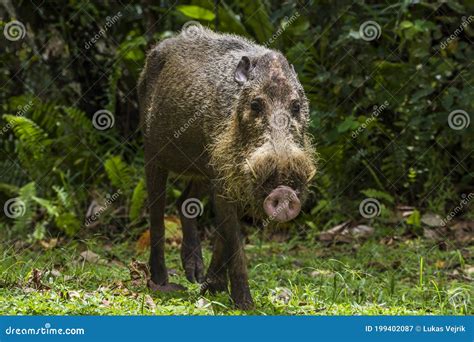 Bearded Pig In Borneo Bako National Park Malaysia Stock Image Image