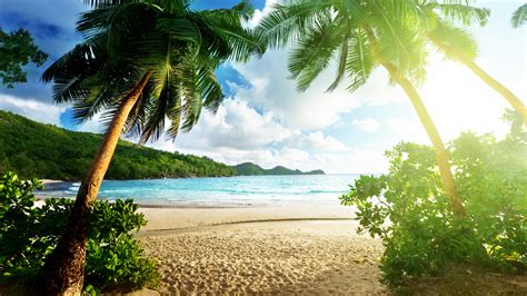 Tropical Sunlight Beach Palm Trees HD wallpaper | nature and landscape ...
