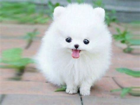 Fluffy Puppy Wallpapers Top Free Fluffy Puppy Backgrounds