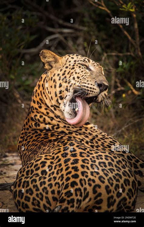 Sri Lankan Leopards In The Wild Stock Photo Alamy
