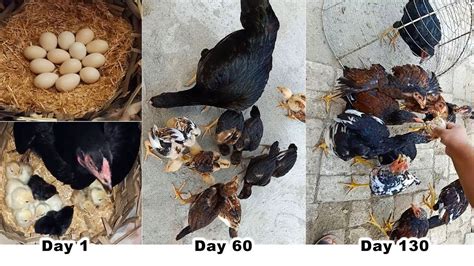 Black Mushka Aseel Hen Harvesting Eggs To Chicks Aseel Chicks Growth