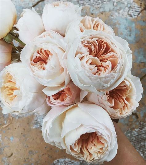 Juliet Garden Roses Giving Us Life To Power Through The Rest Of The