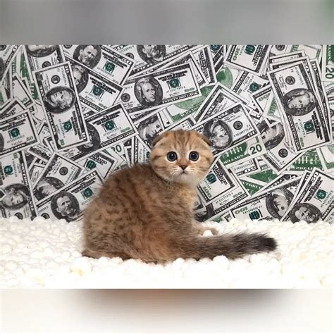 Amur Scottish Fold Male Reserved 2500 Meowoff Kittens For Sale In Chicago