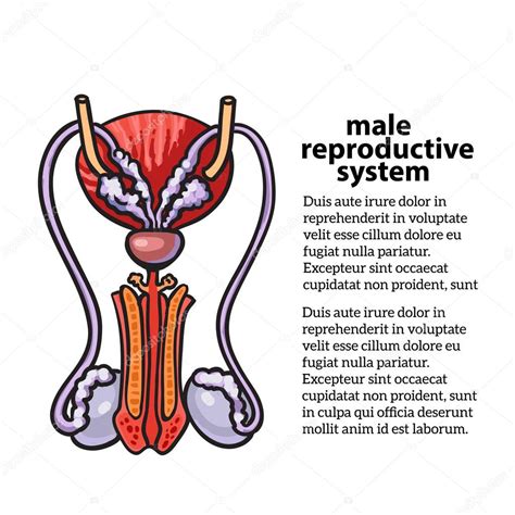 Male Reproductive System Duct System