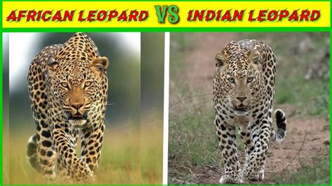 African Leopard Vs Indian Leopard Which Is Strongerafrican Leopard Vs