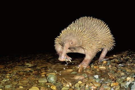 Absurd Creature of the Week: Forget the Platypus. The Echidna Is the ...