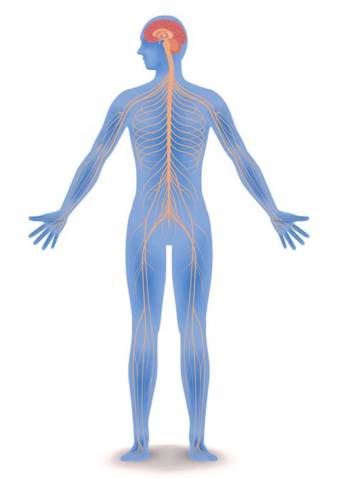 Human Central Nervous System Diagram Nervous System A