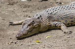 File:Saltwater crocodile (Crocodylus porosus), Gembira Loka Zoo, 2015 ...