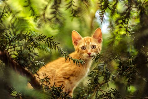 Free Images Tree Nature Forest Grass View Kitten Fauna