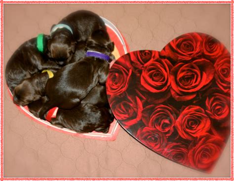 However, these labs are still chocolate labs. Box of Chocolate Australian Labradoodle puppies....Yummy! | Chocolate dog, Australian ...