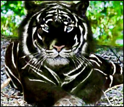 A Rare Black Tiger This Has To Be The Most Awesome Tiger I Have Ever