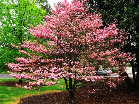 When Should You Plant A Dogwood Tree