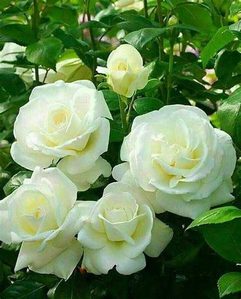 Gambar Bunga Rose Putih Pulp