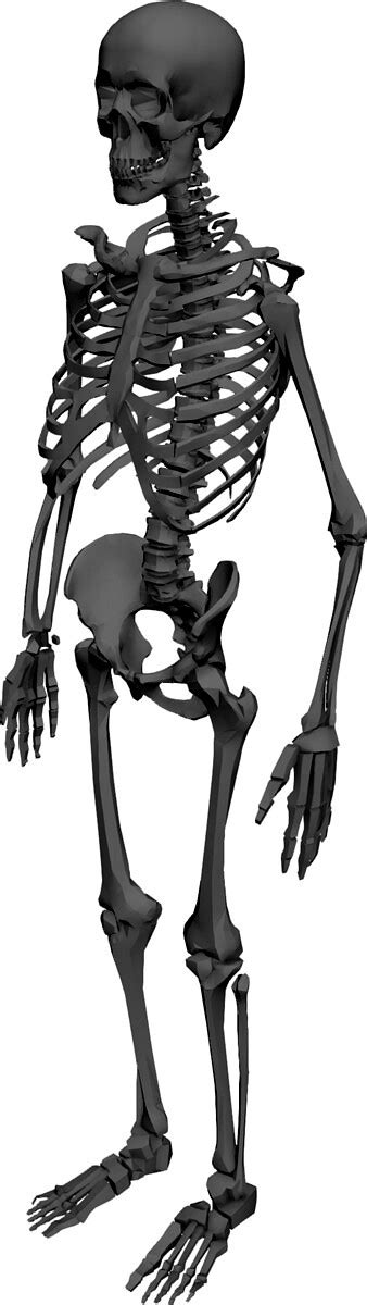Skeleton 3d Model
