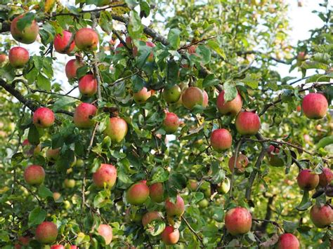 How To Grow Apples For Beginners A Guide To Planting To Harvesting