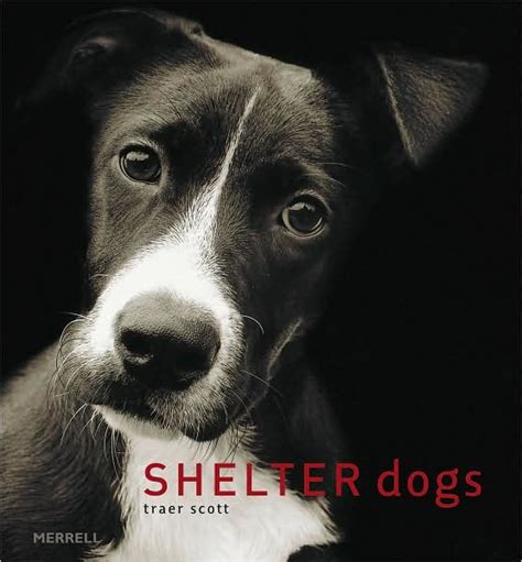Shelter Dogs By Traer Scott Paperback Barnes And Noble