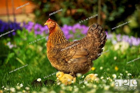 Domestic Fowl Gallus Gallus F Domestica Mother With Her Chicks In A