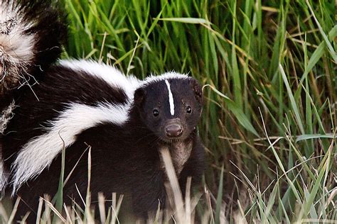 Whats That Smell Peeyewits Gotta Be Skunk Month