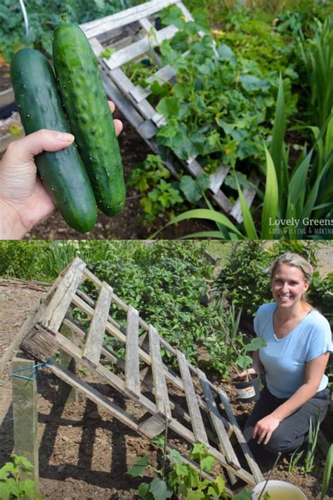 How To Grow Trellis Cucumbers