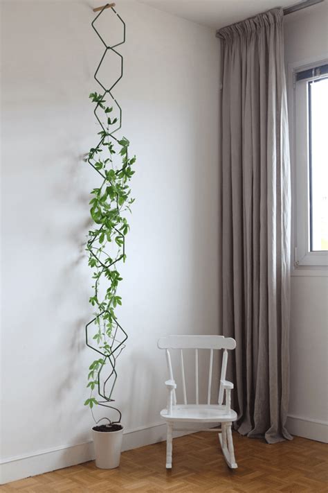 The Best Indoor Vines And Climbers That Are Easy To Grow Top Dreamer