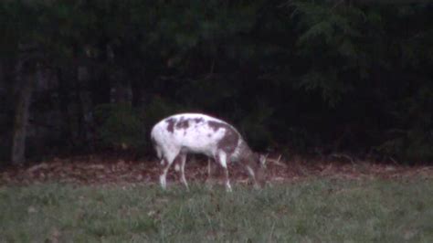 Piebald Whitetail Deer Buck 6 Pointer On Iron Mountain Youtube