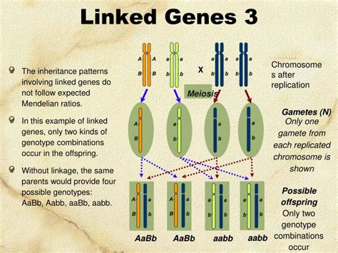 ppt linked genes sex linkage and pedigrees powerpoint presentation id 2177886