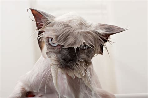 Hilarious Pictures Of Wet Cats Bored Panda