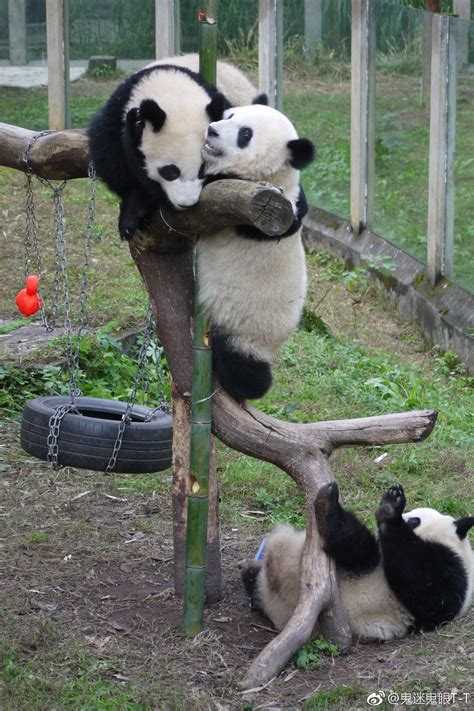 Pin On Chongqing Zoo Giant Pandas