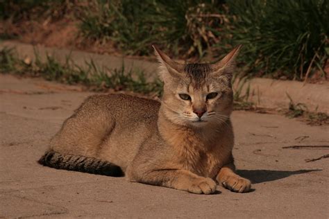 The Chausie Cat Breed An Exotic And Wild Domestic Hybrid PetHelpful