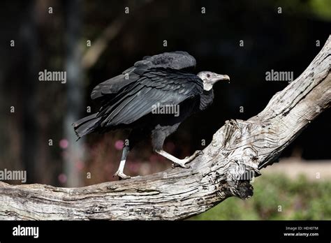 The American Black Vulture At The Center For Birds Of Prey November 15