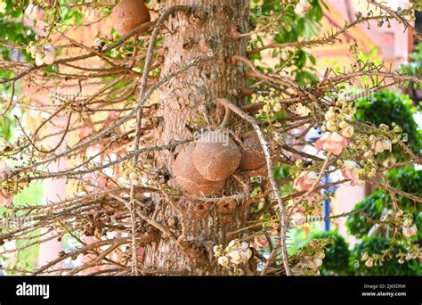 Cannonball Fruit On The Cannonball Tree With Flower Shorea Robusta