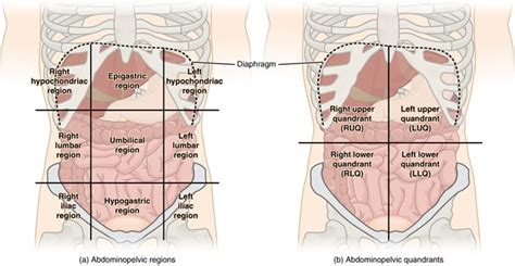 Diagram Showing Quadrants Of The Abdominal Region There Are Two Images Portraying The Diaphragm