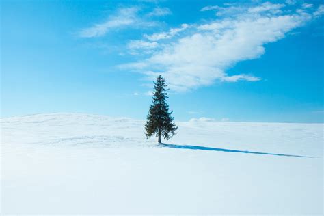 Wallpaper Tree Snow Winter Horizon Sky Hd Widescreen High
