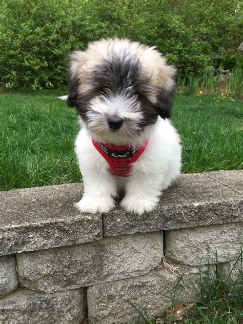 What Should I Expect As The Price For A Coton De Tulear Puppy
