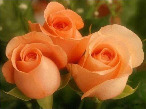 Peachsome Threesome Rose Orange Green Rose Orange Flowers My Flower